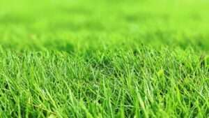 artificial_grass3